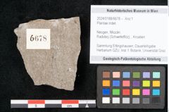 Foto (Objekt + Etikett) von Plantae indet.  (NHMW-GEO-2024-0188-6678)
